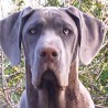 xena de los tilines